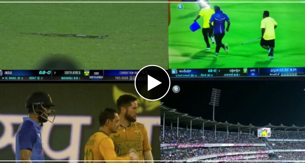लाइव मैच में मैदान पर आया भारी कोबरा सांप, मचा हड़कंप खिलाडियों की अटकी सांसे – वीडियो वायरल